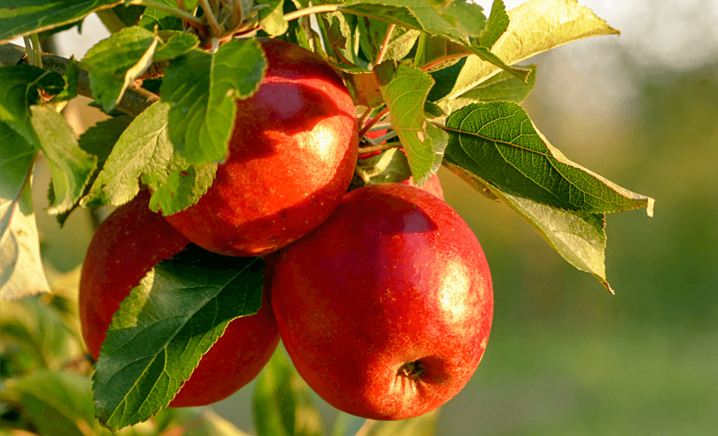 Nano-sensors can quickly detect pesticides on fruits