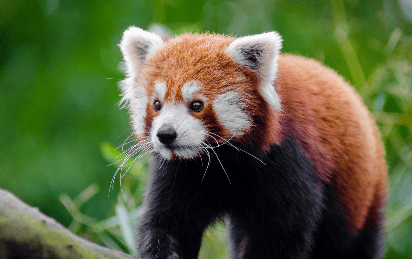 Red pandas face shrinking habitats and tough decisions