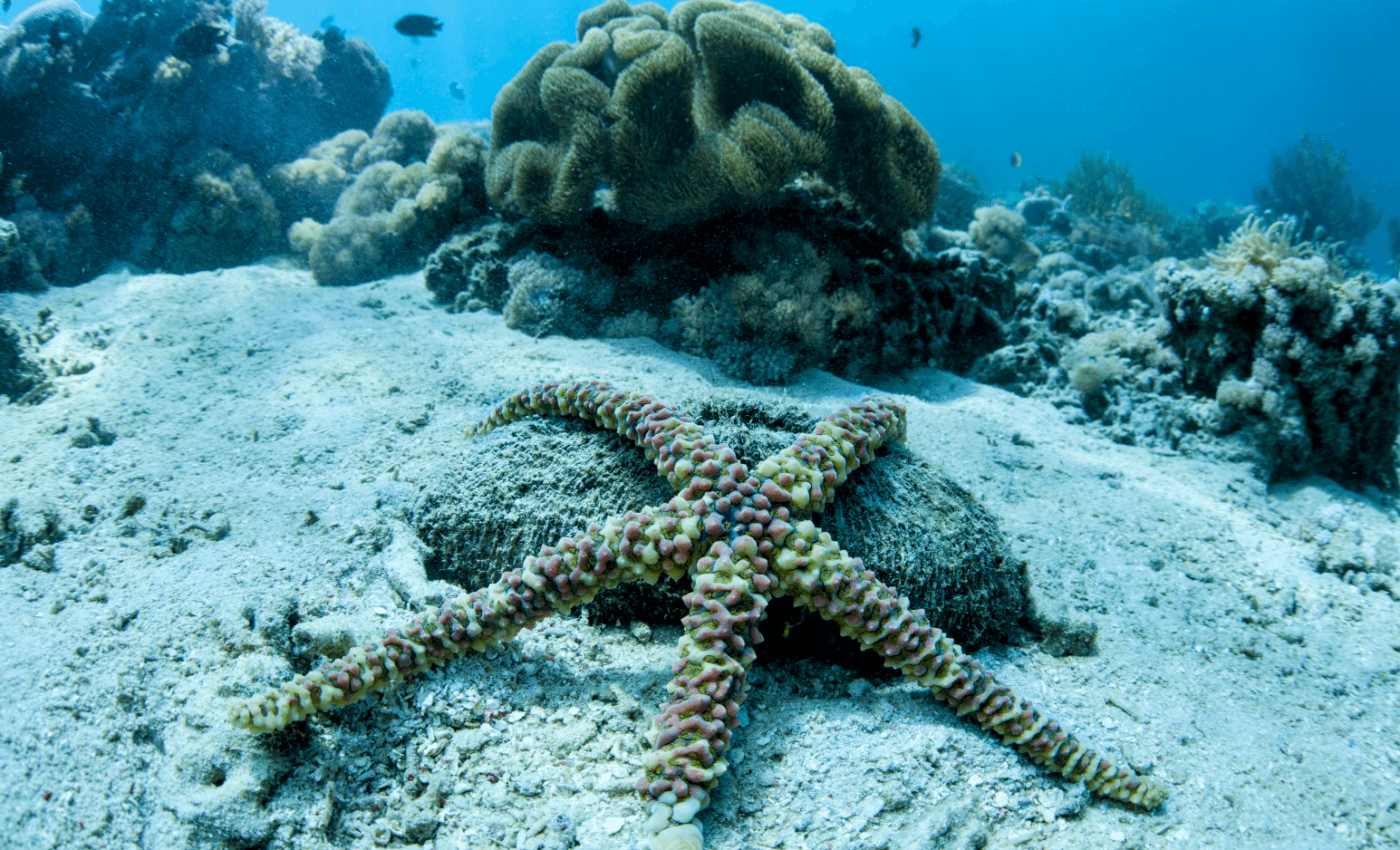 Marine viruses may help slow climate change
