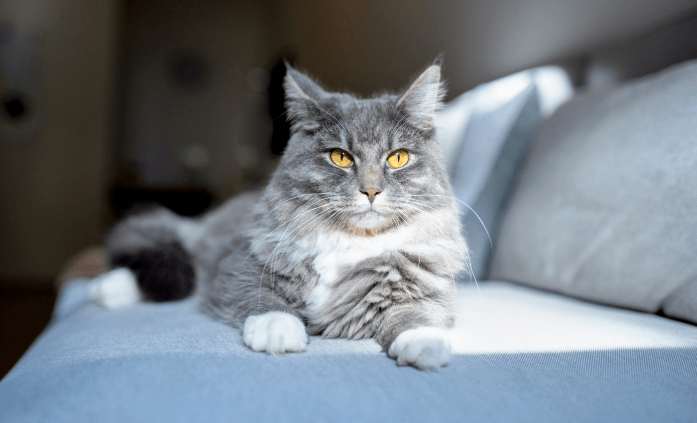 The most beloved cats are more likely to be destructive