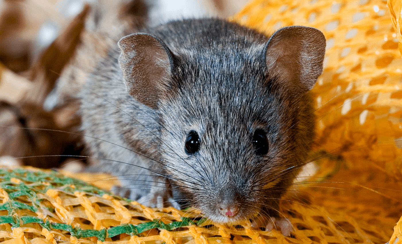 Study reveals the genetic diversity of the wild house mouse