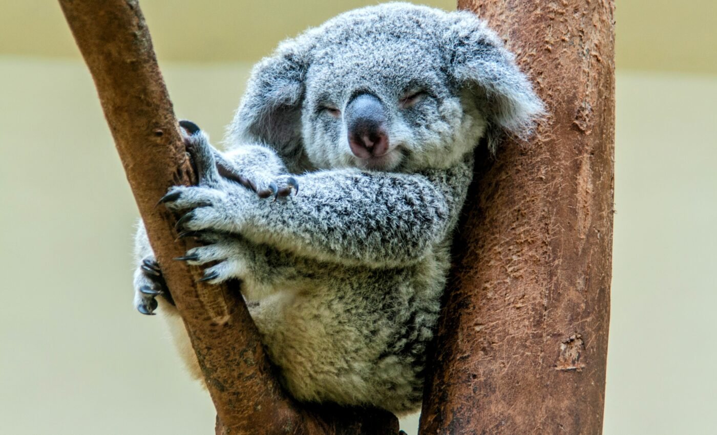 New retroviruses have been found in koalas