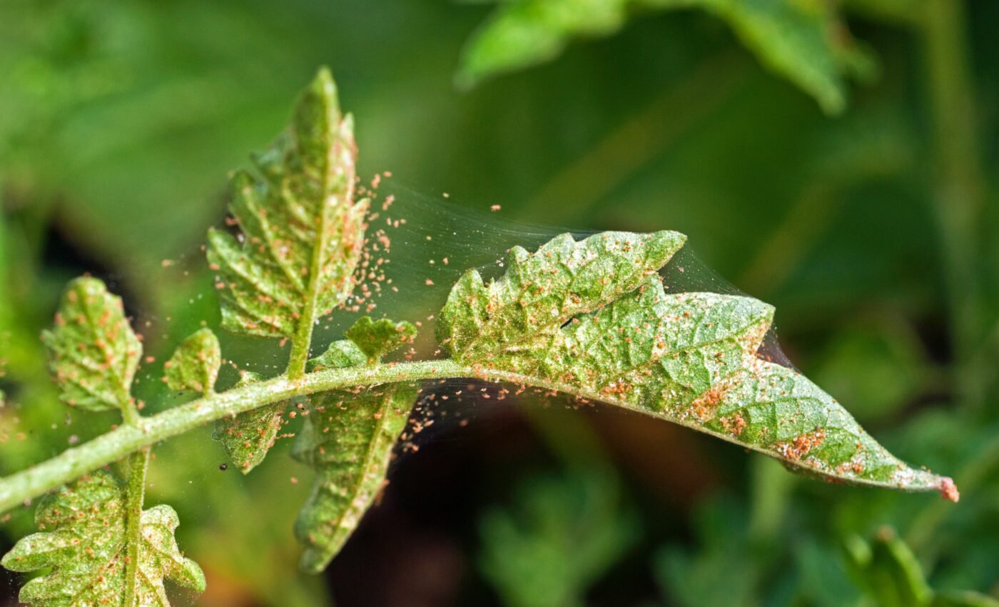 Parasitic mites that live on our faces have simplified genetically