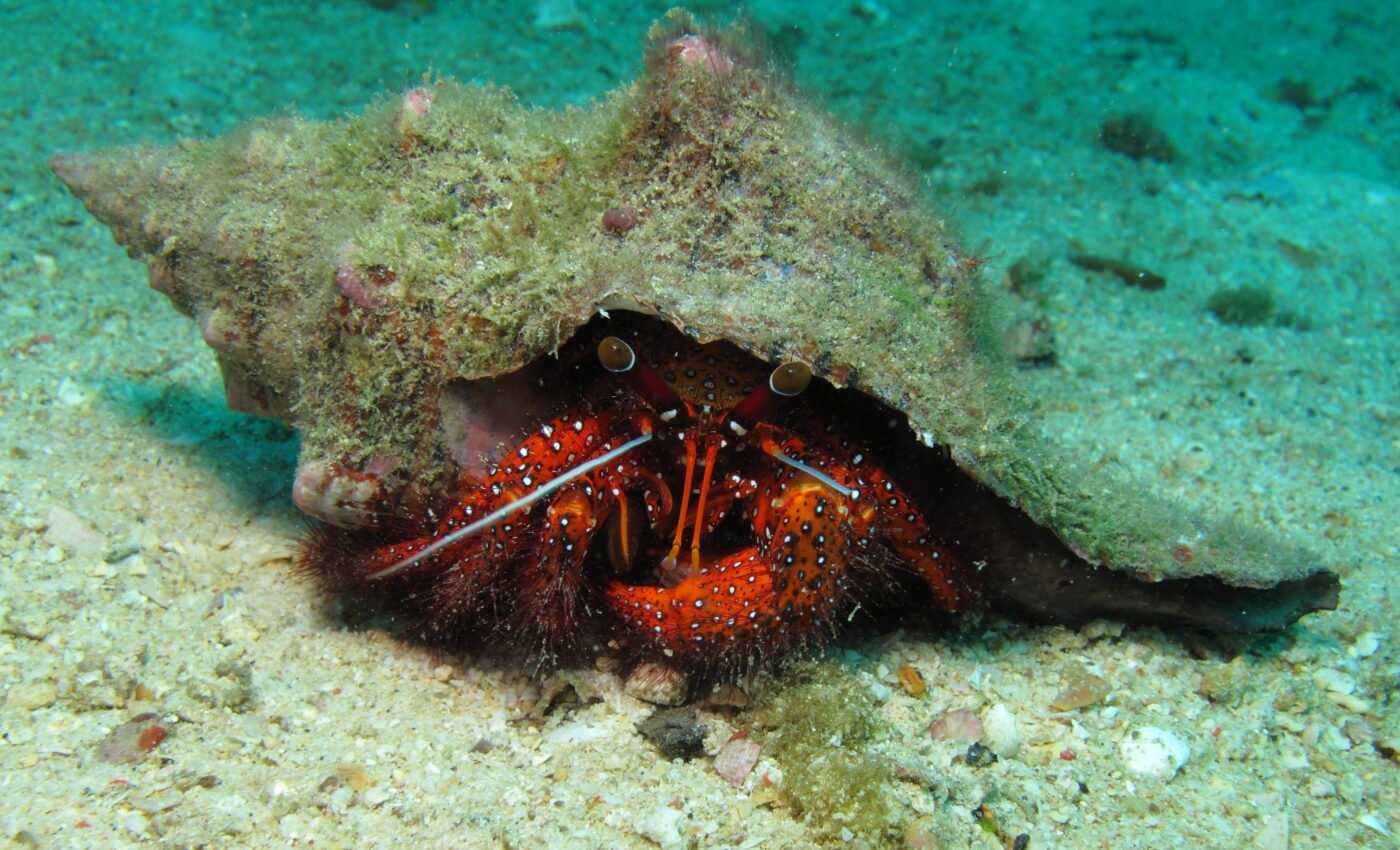 Remarkable symbiotic relationship found in the deep sea