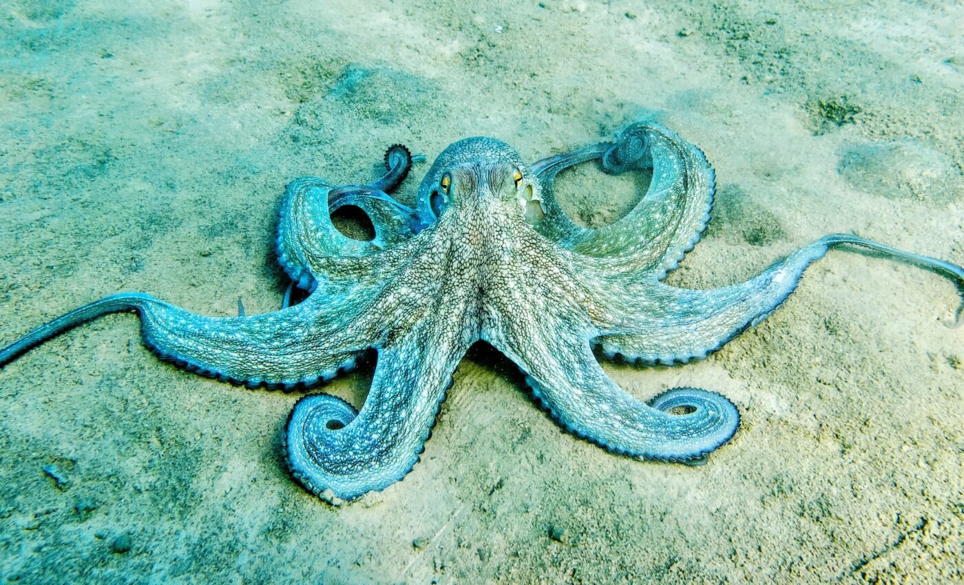 Human and octopus brains are more similar than expected
