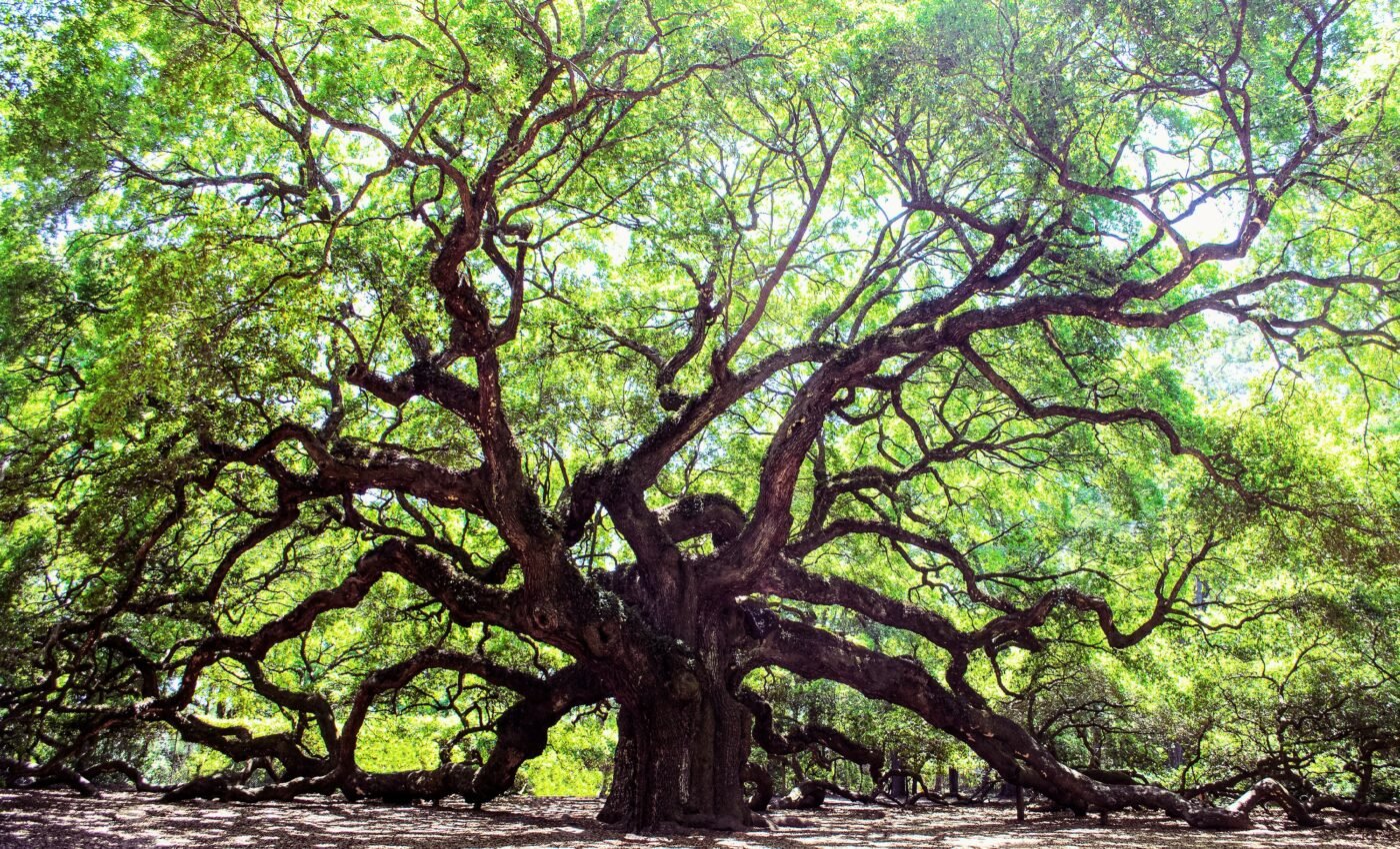 Researchers find "extinct" oak tree hiding in plain sight