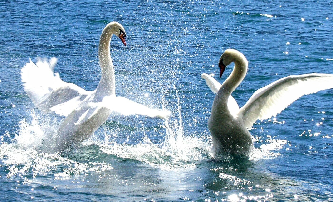 Swans sacrifice rest to defend their foraging areas