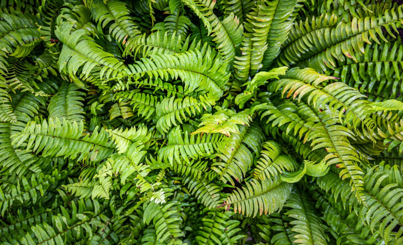 Seven new tropical forest ferns found hiding in plain sight