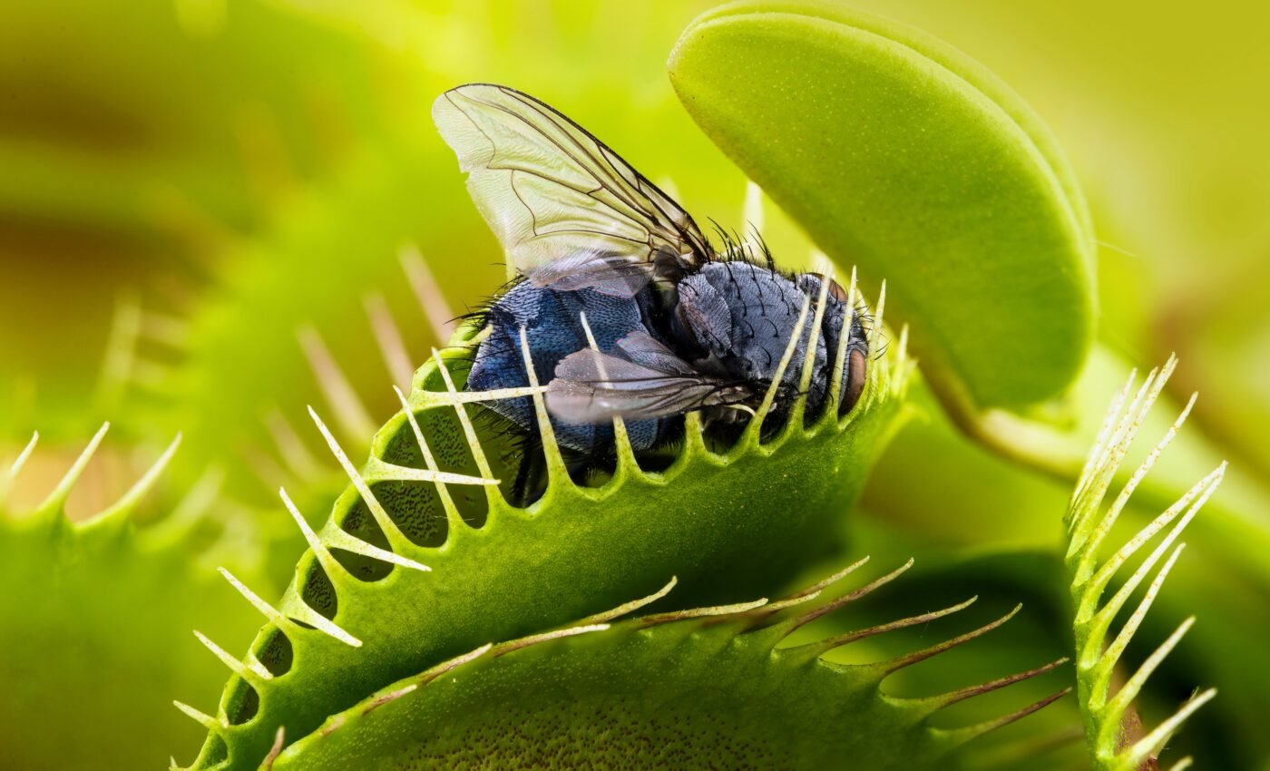 Carnivorous plants turned defense into highly successful offense