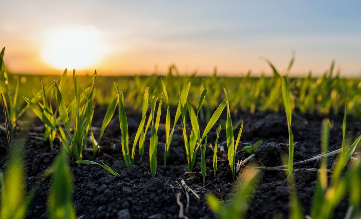 Soil quality can help crops survive rising temperatures
