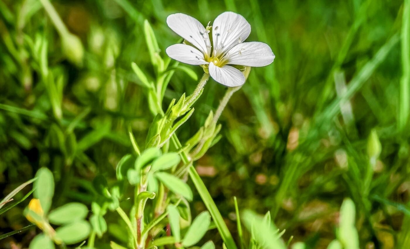 Rare plants are facing extinction in the Scottish mountains