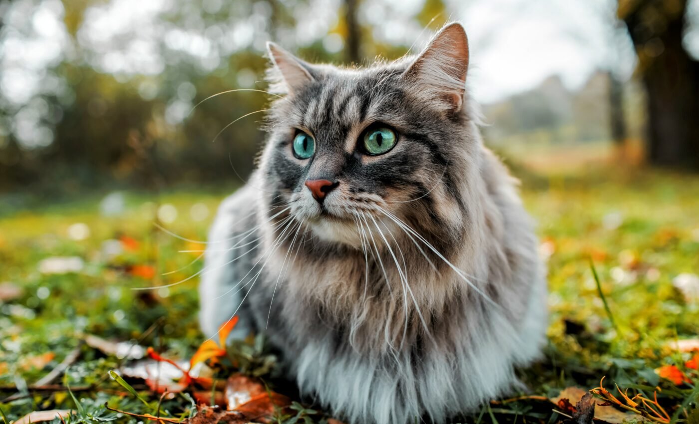 Cats exposed to wildfires are at risk of deadly blood clots
