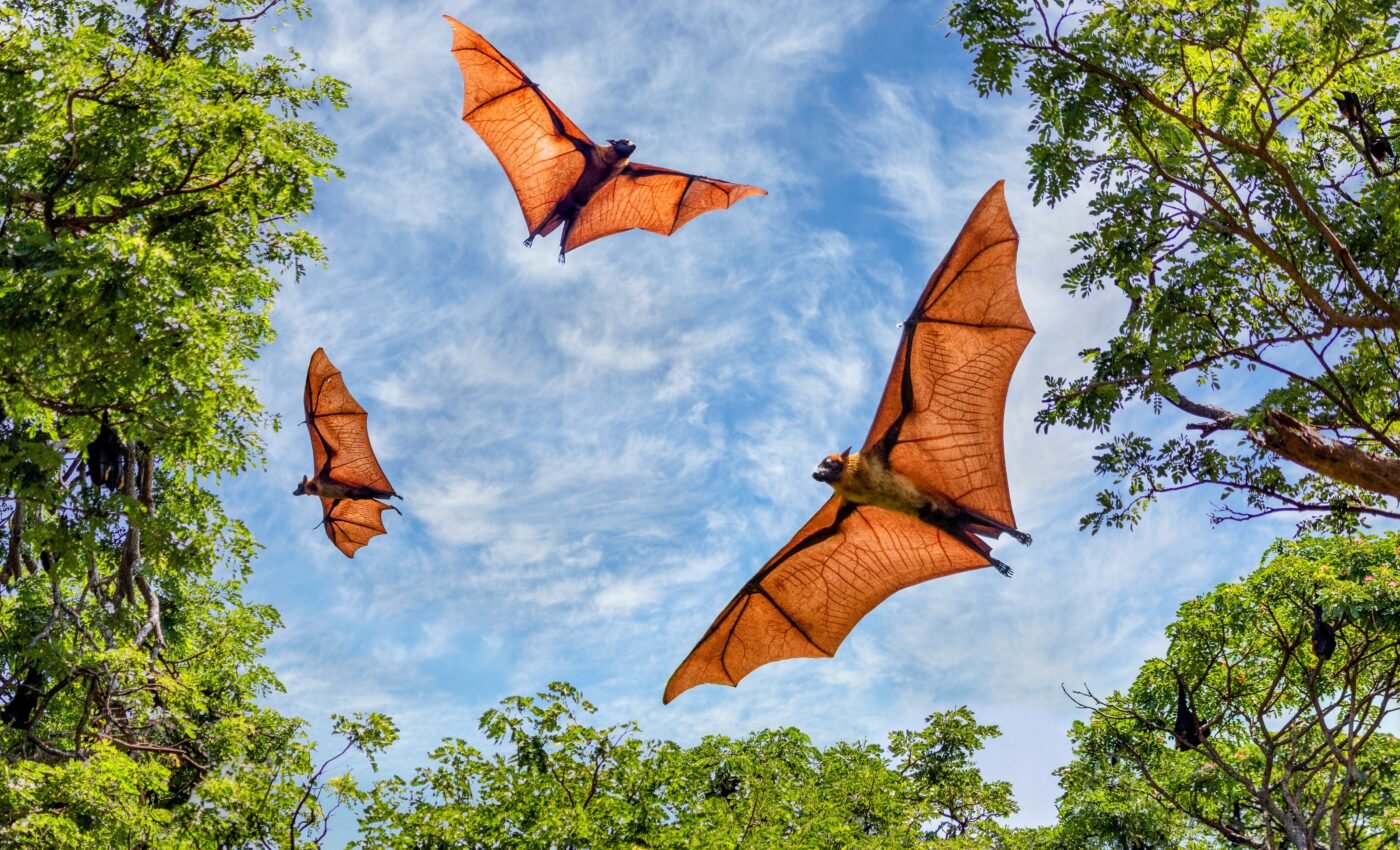 Wild bats have a long-term memory of sounds