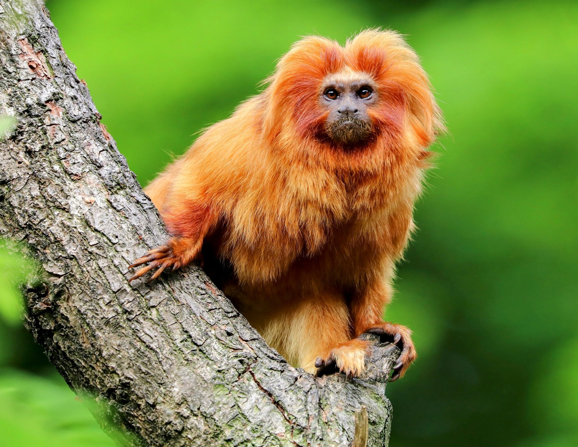 Global biodiversity crisis is actually worse than we thought