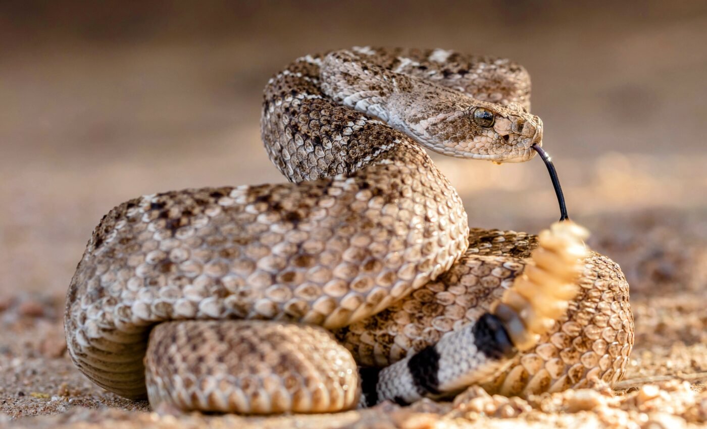 Rattlesnakes diversify their venom for evolving prey