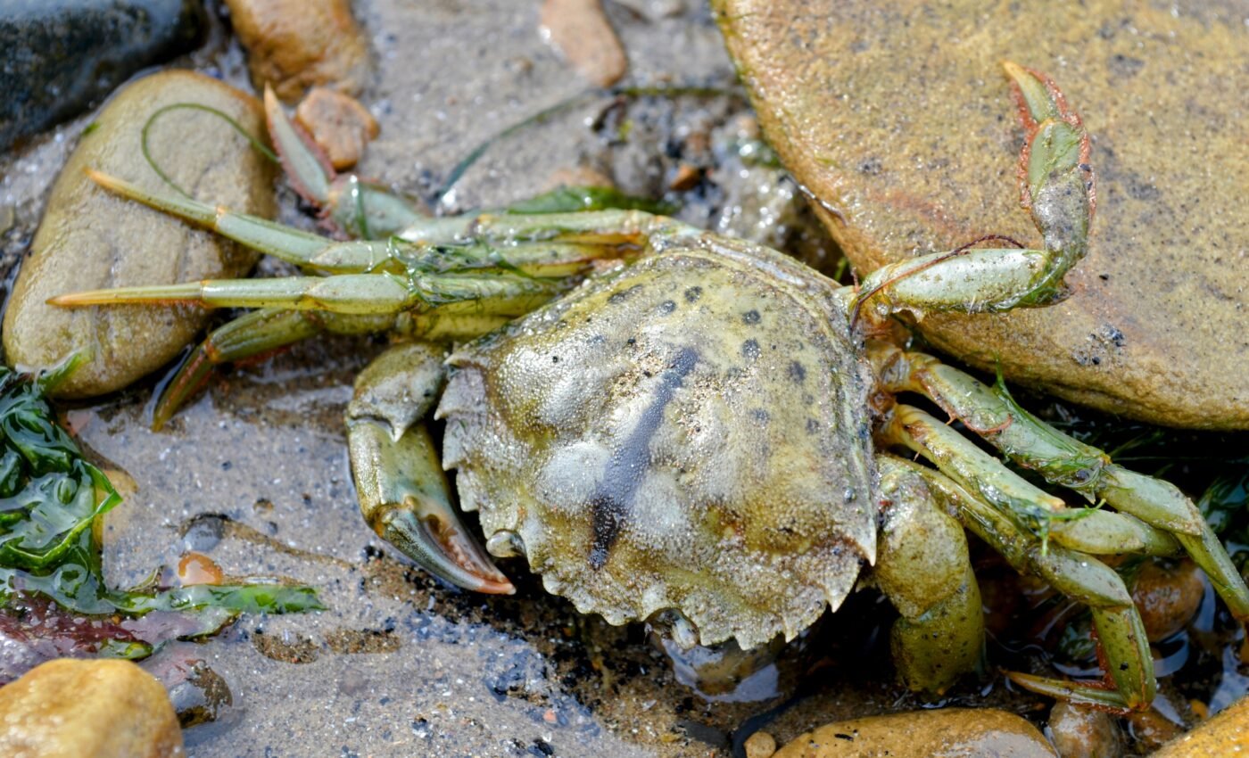 Invasive crabs used to make whiskey in New Hampshire