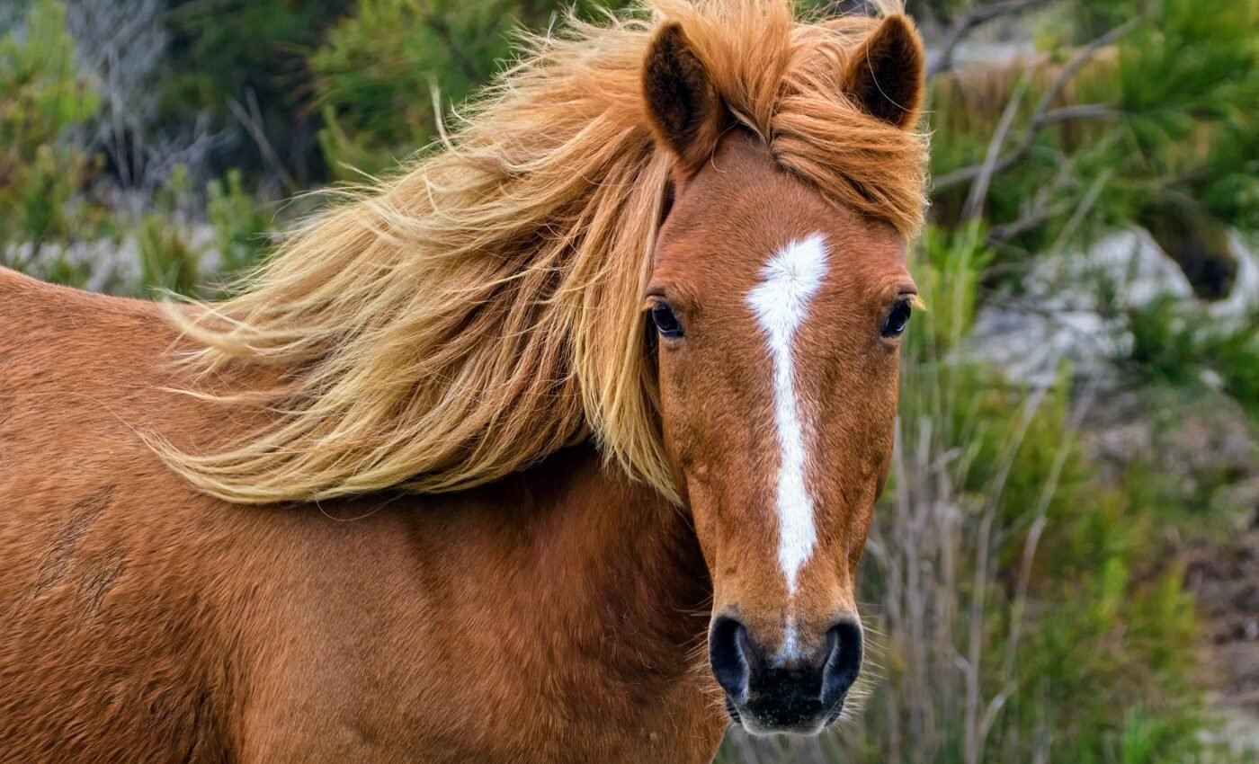 Wild horses have higher stress levels than domestic ones