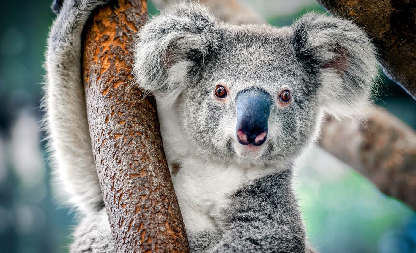 Ear canals may reveal when mammals became warm-blooded