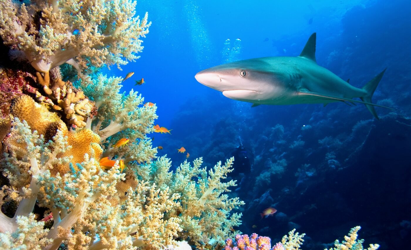 Warming threatens the ocean’s most diverse regions