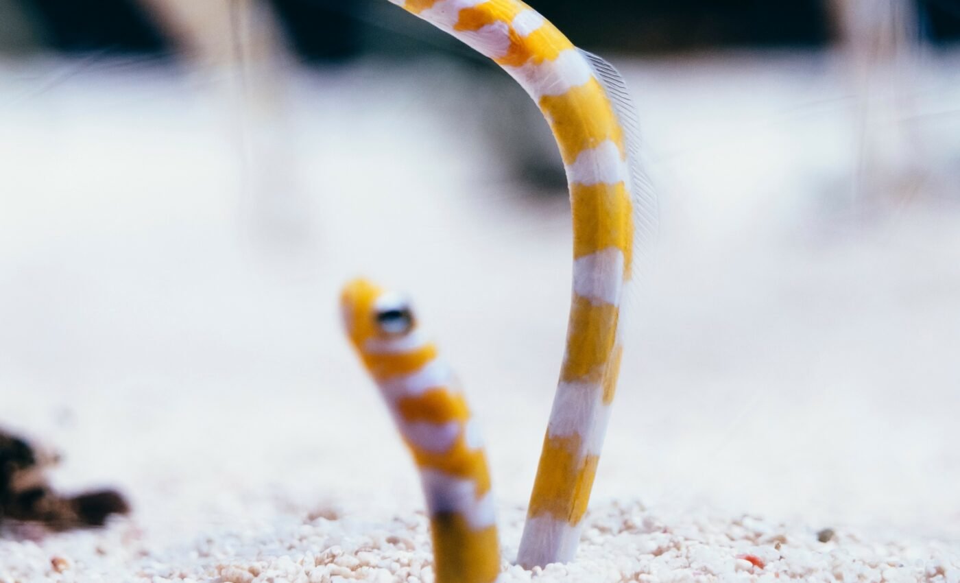 Study reveals the secret feeding strategies of garden eels