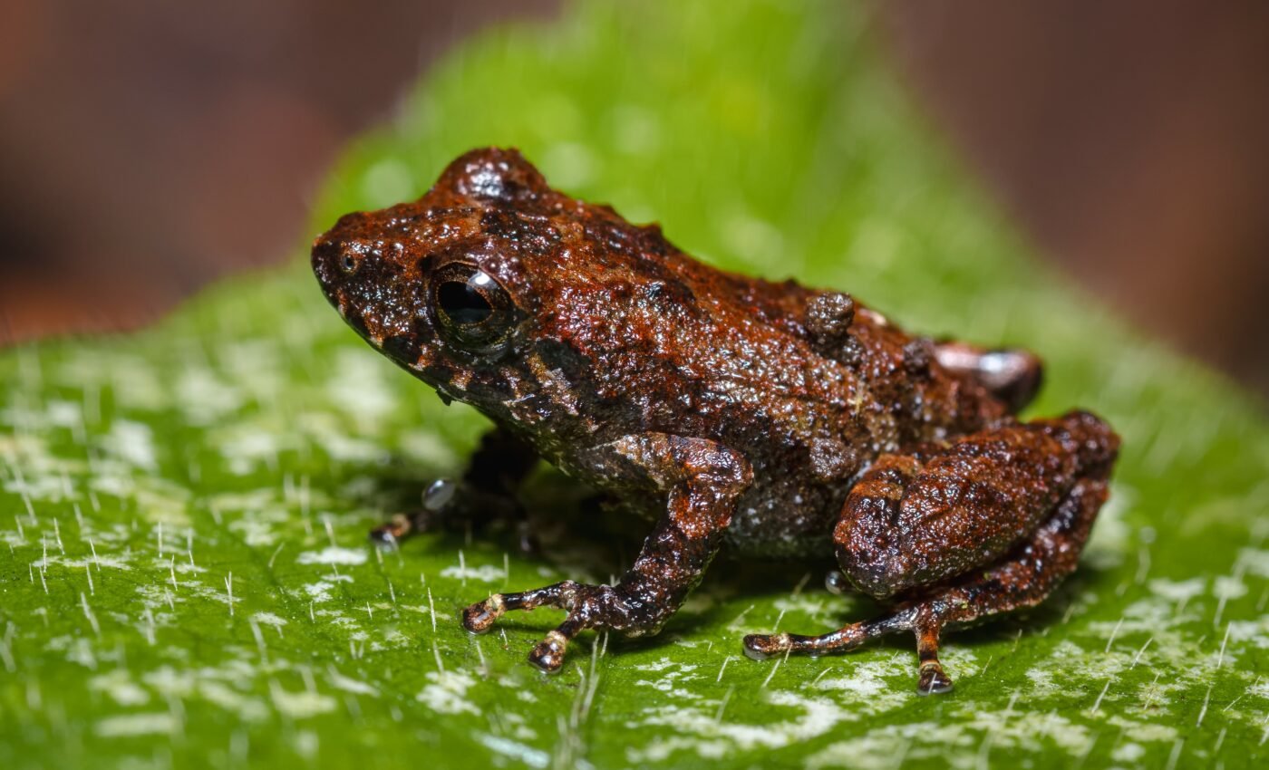 Frogs found in Mexico are among the world's smallest
