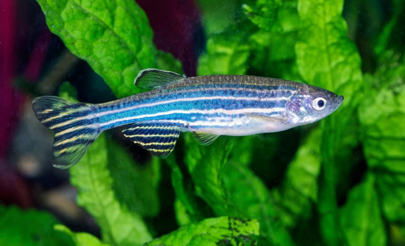 Zebrafish regenerate their heart tissue after injury