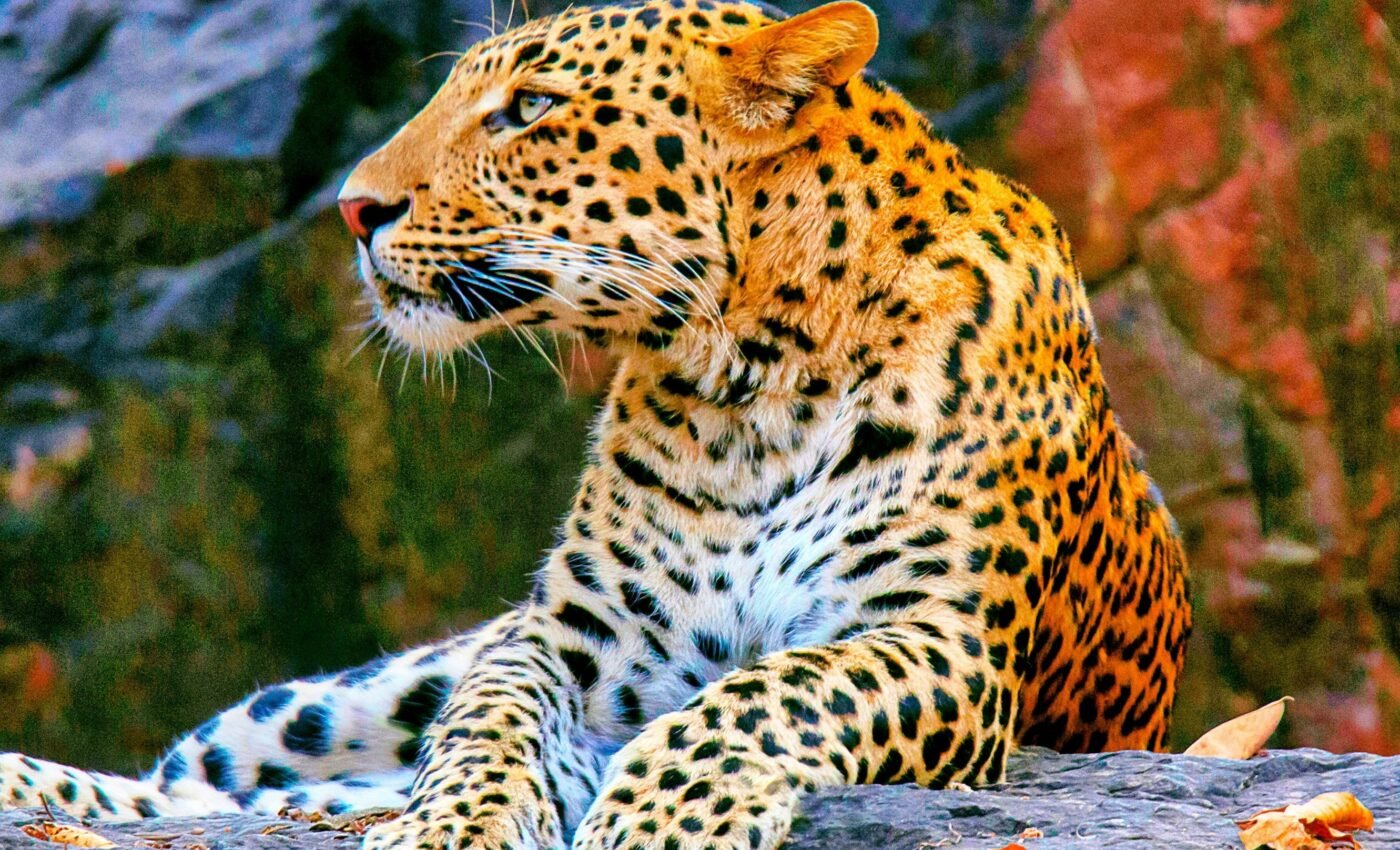 Large carnivores need protection to avoid extinction