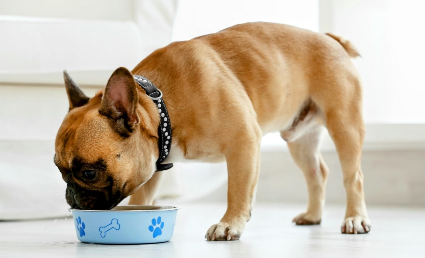 Dogs fed raw meat may spread antibiotic resistant bacteria