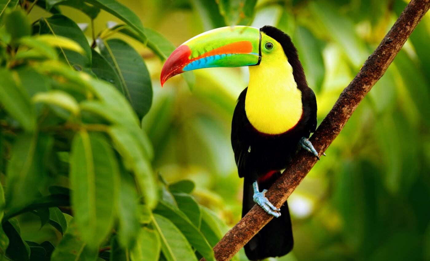 Competition limits the ranges of tropical mountain birds