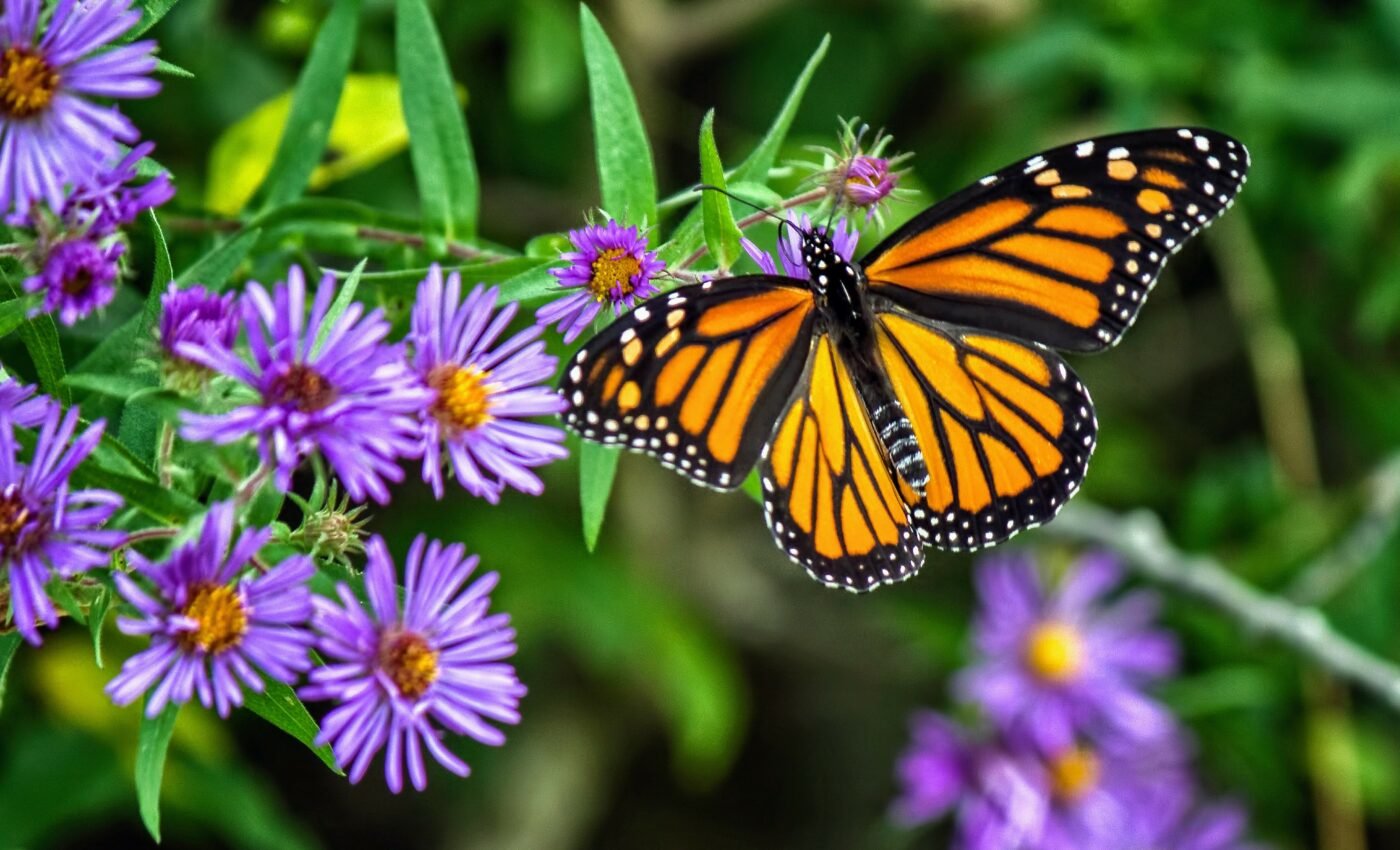 Monarch butterflies are officially listed as endangered