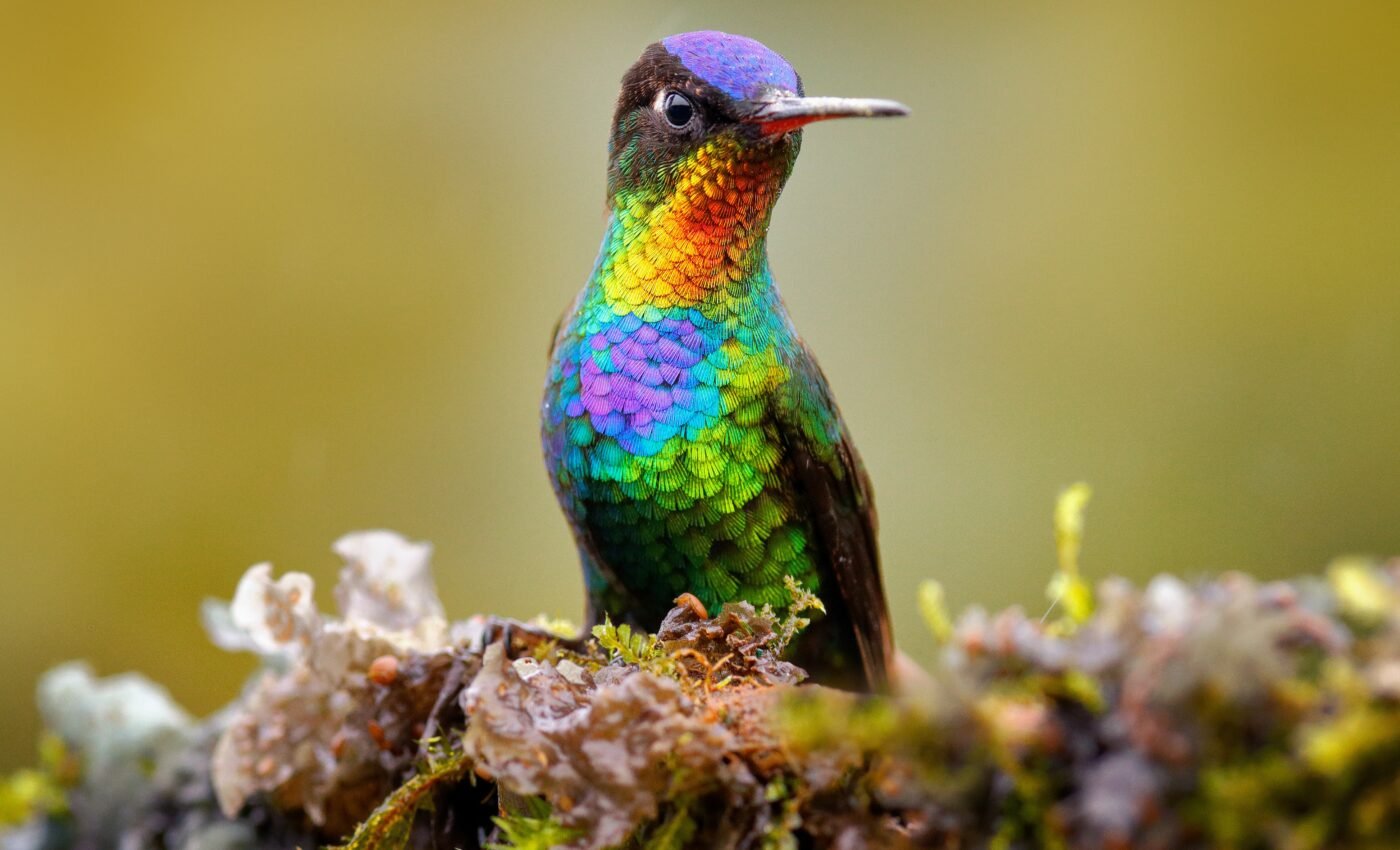 Hummingbirds have more colors than all other birds combined