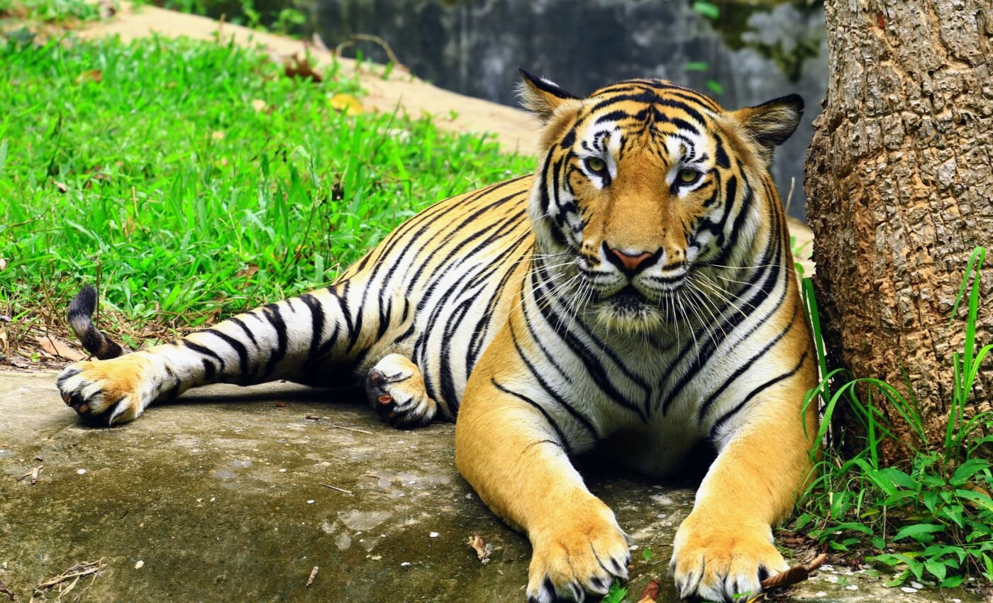 Tiger populations increased by 40 percent since 2015