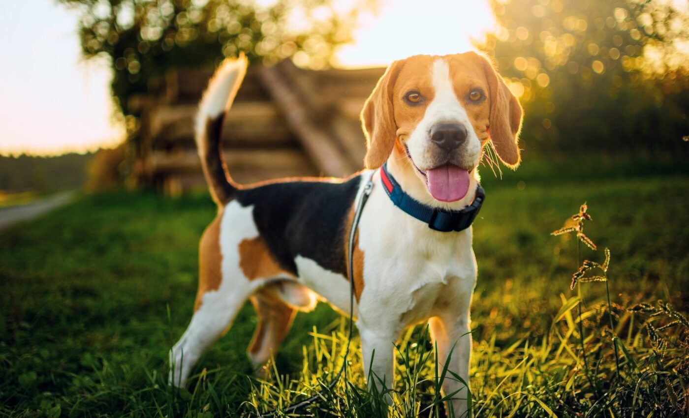 Cloned beagles created for the first time