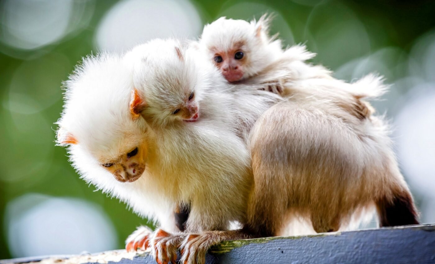 Marmosets practice crying out for help before they're born
