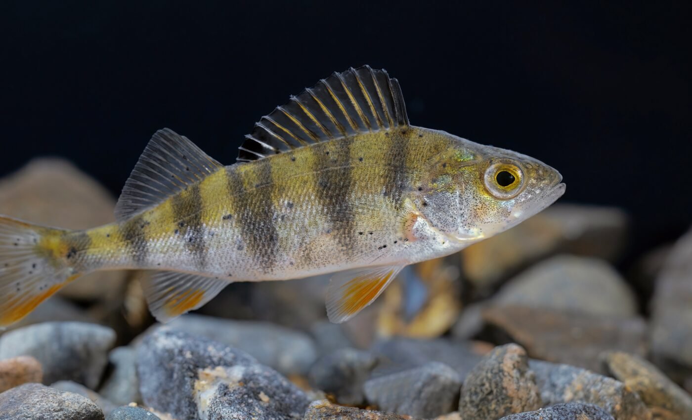 Translocated fish may be more problematic than invasive species