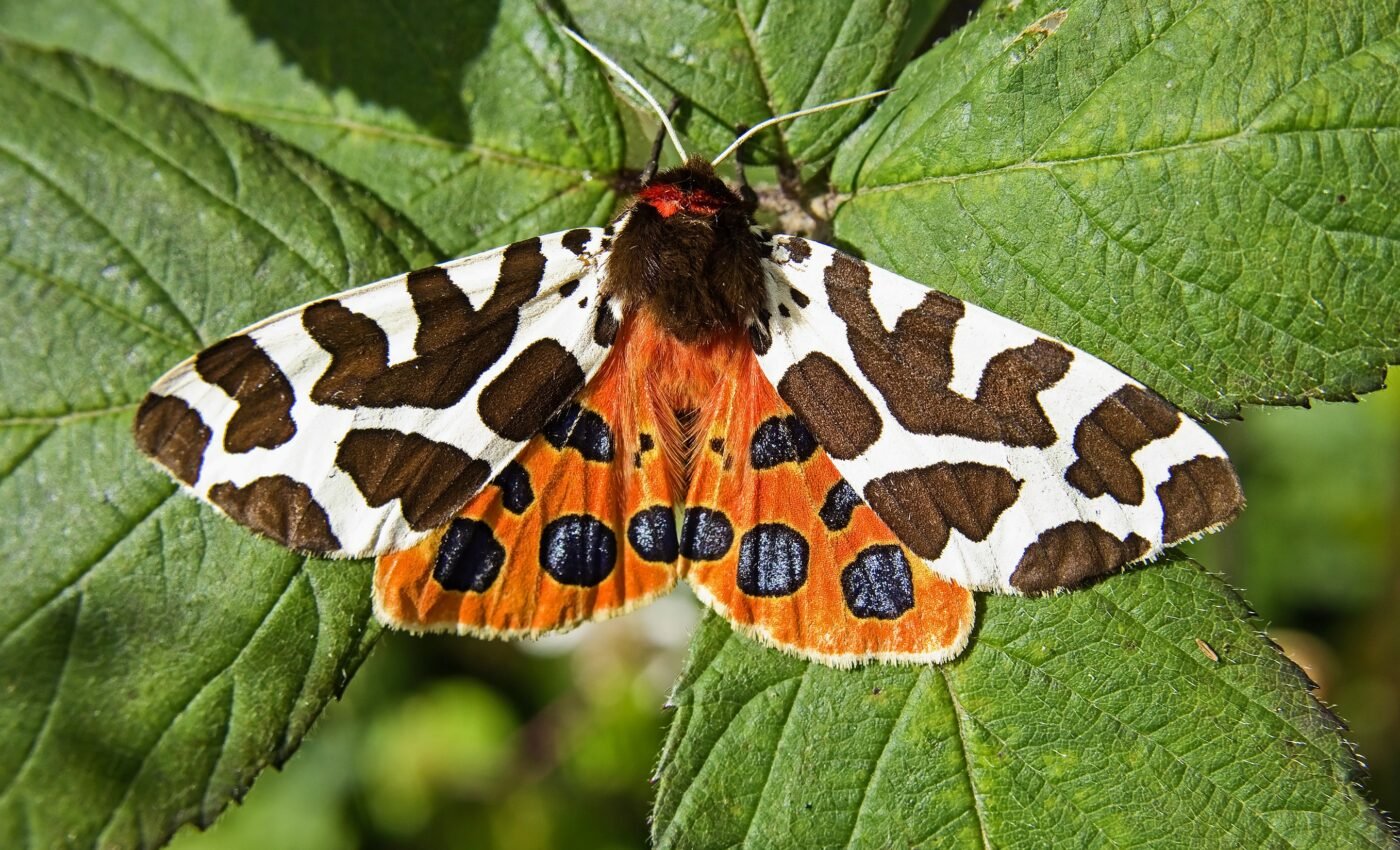 Moths use ultrasonic back-chat to fend off bat attacks