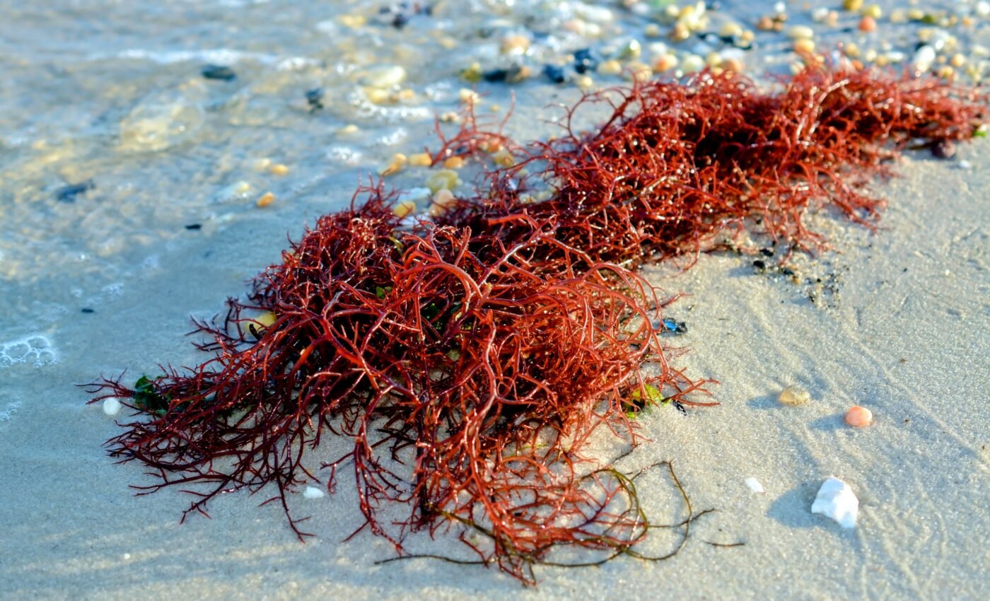 Rare pollination discovered between red seaweed and crustaceans