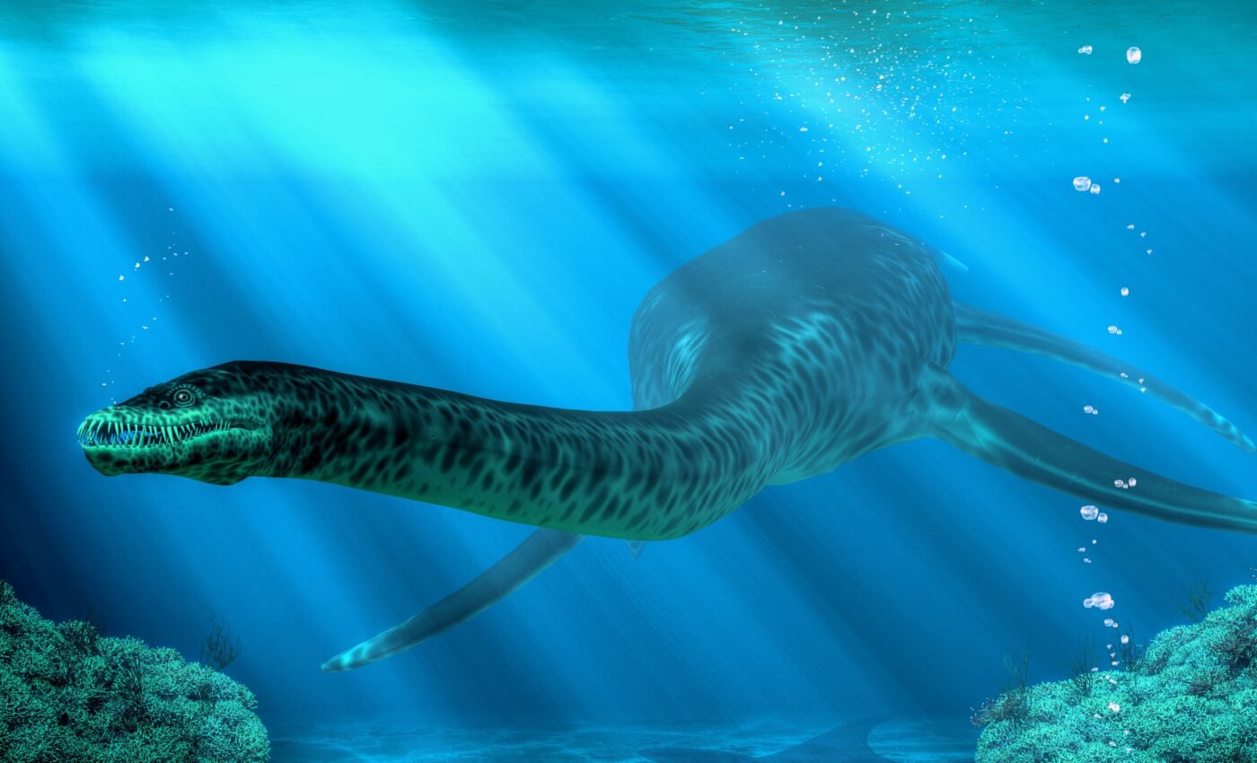 Plesiosaur fossils found in a 100-million-year old river