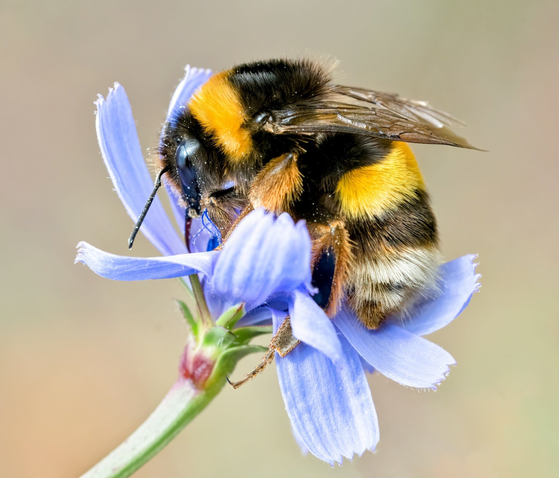 Bumblebees may be able to experience pain
