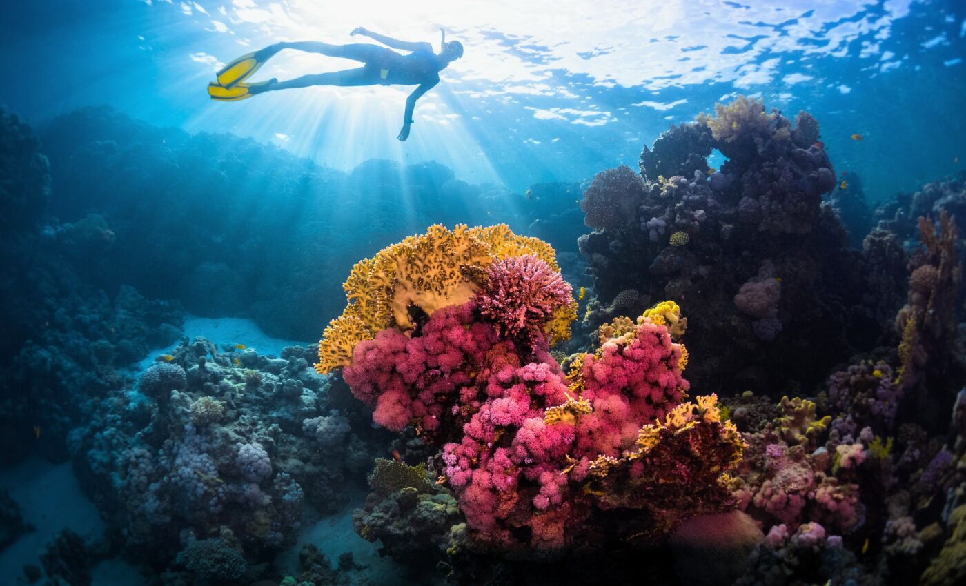 Coral reproductive capacity decreases with depth