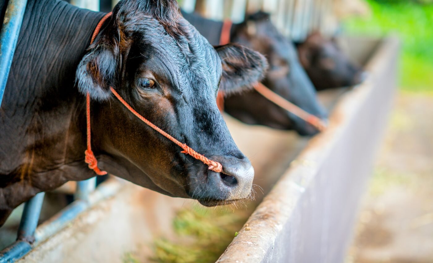 Study reveals features of cattle with high methane emissions