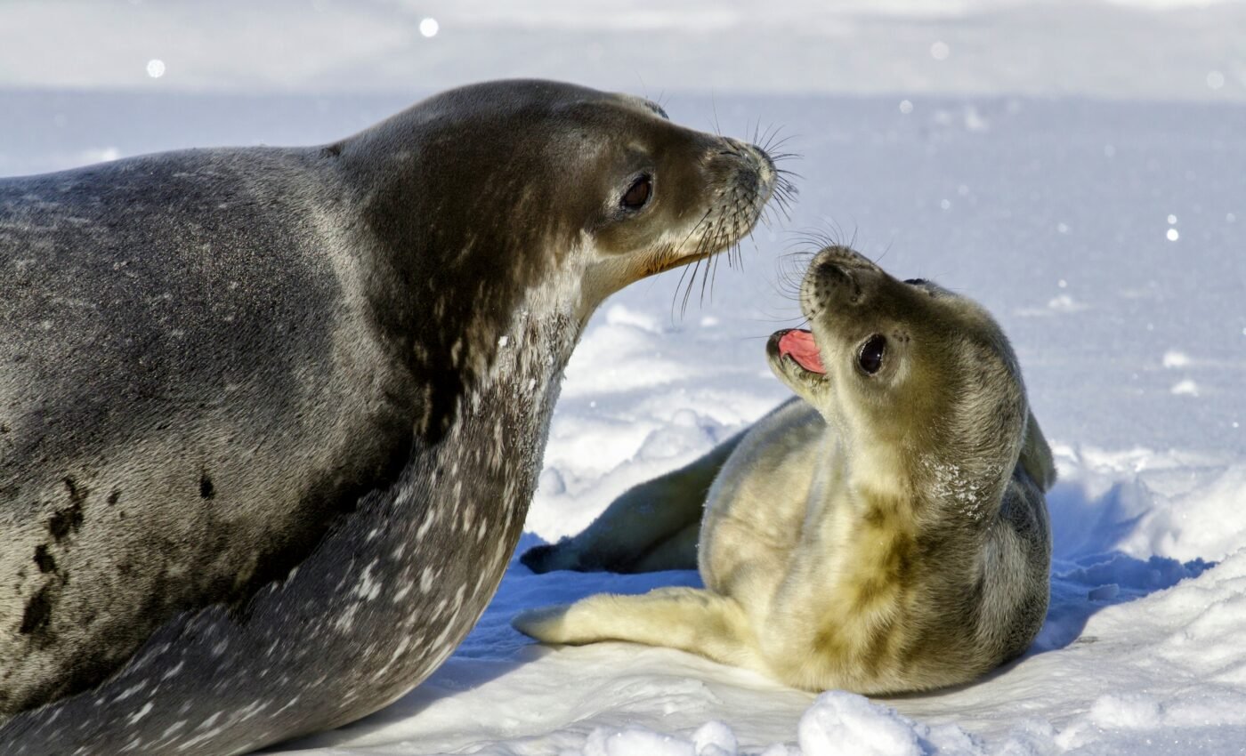 Weddell seals sacrifice diving energy to give iron to their pups