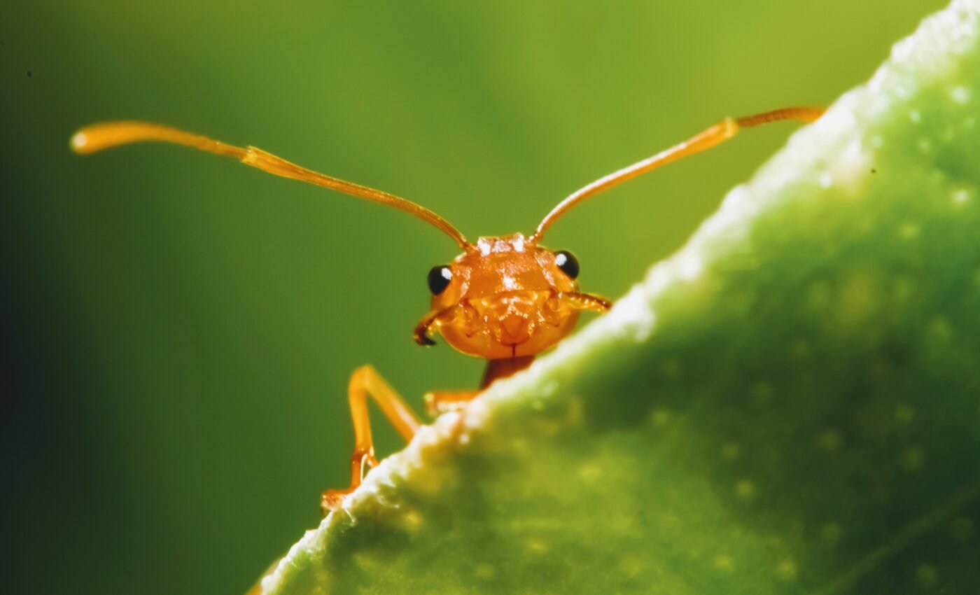 "Treasure map" will help experts find new ant species