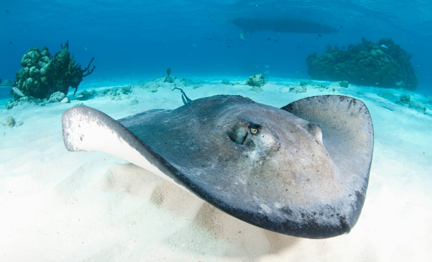 Stingray sounds recorded for the first time