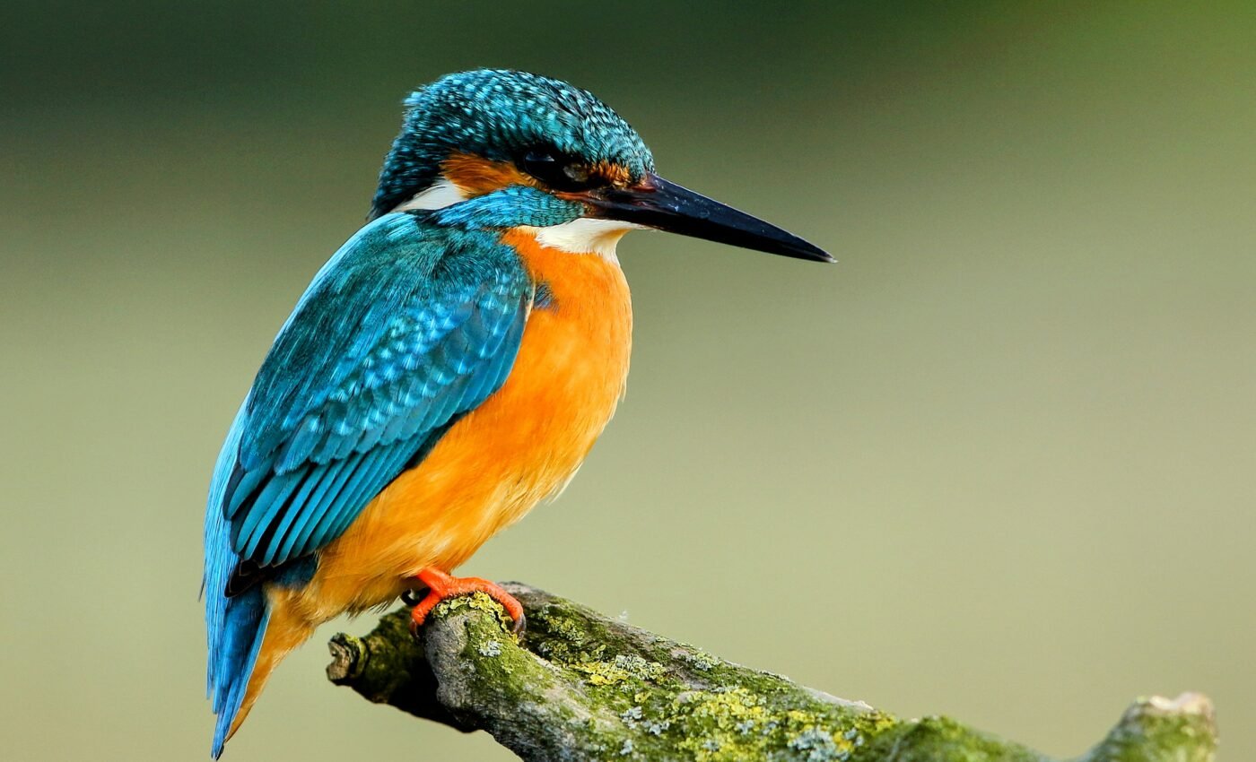 Climate change will severely impact birds by 2080