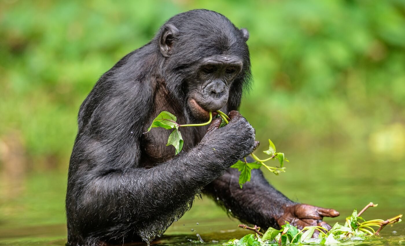 Adult bonobos cry like babies to elicit the support of others