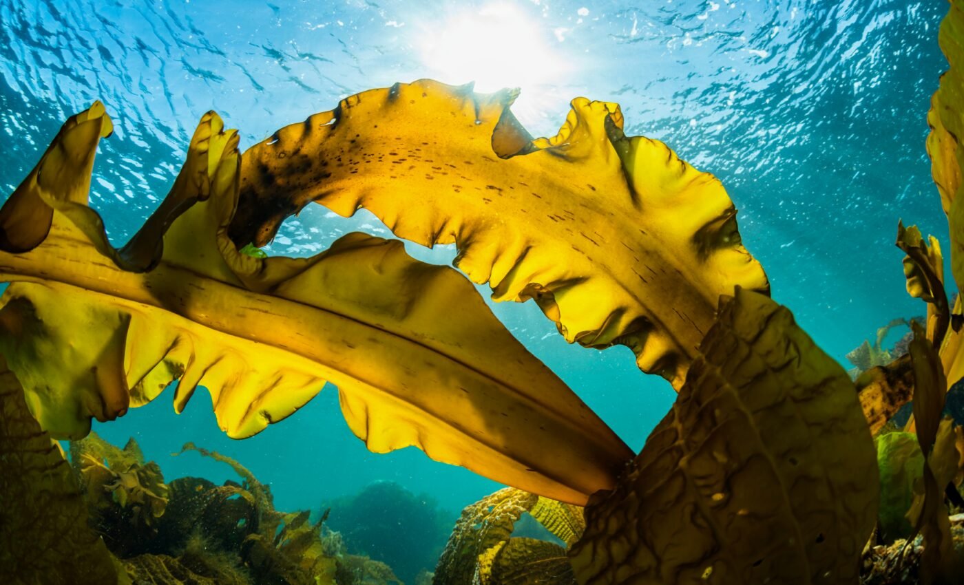 Caribbean shores are choked by seaweed