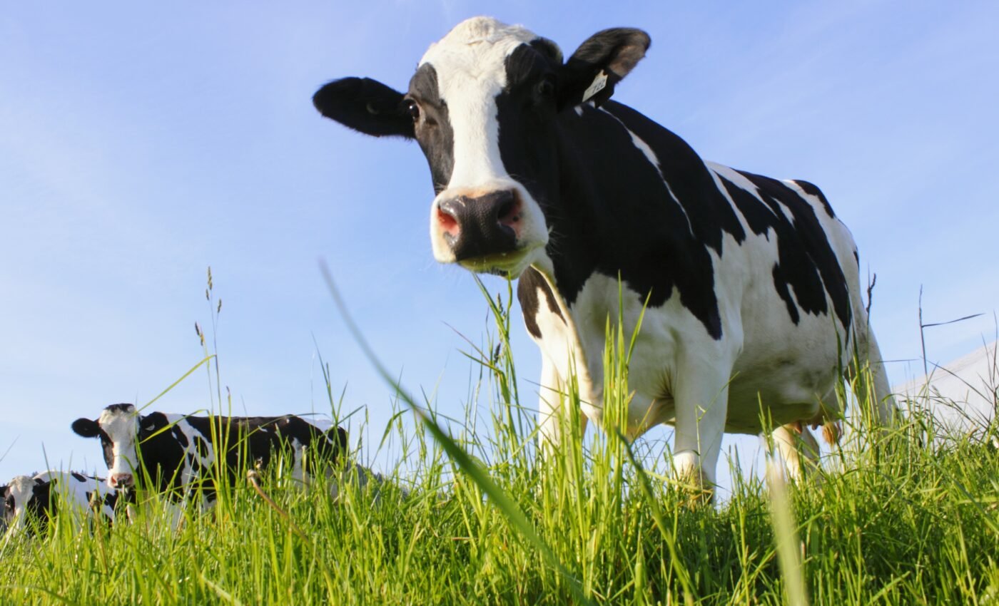 Dietary changes improve milk production in heat-stressed cows