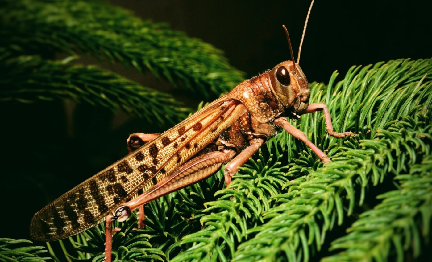 Locusts can detect cancer in humans