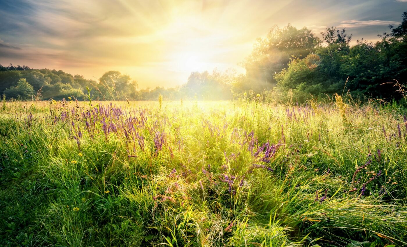 Ancient grasslands take a long time to recover